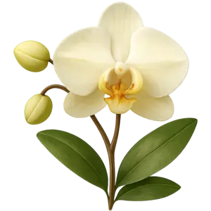 Orchid