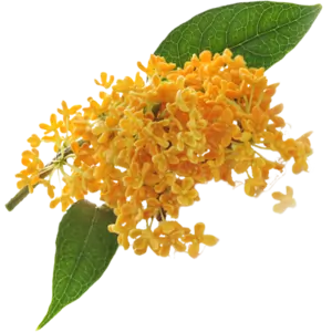 Osmanthus