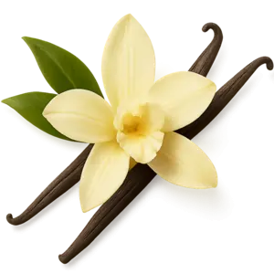 Vanilla