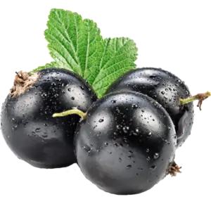 Blackcurrant