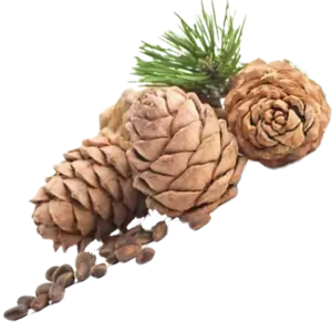 Cedarwood
