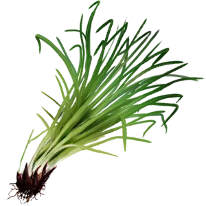 Vetiver
