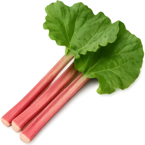 Rhubarb