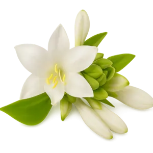 Tuberose
