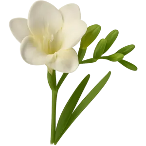 Freesia
