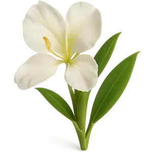 Ginger Lily