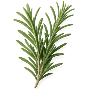 Rosemary